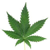 420expertadviser - Learn to grow cannabis online image 1