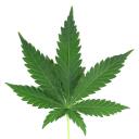 420expertadviser - Learn to grow cannabis online logo