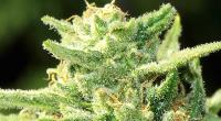 Red Diesel Weed Strain - Budsandbeyond image 5