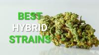 Red Diesel Weed Strain - Budsandbeyond image 3