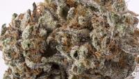 Red Diesel Weed Strain - Budsandbeyond image 4