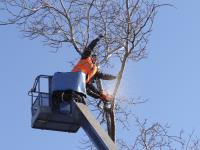 Elite Edmonton Tree Removal image 7