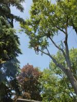CA Tree Removal of Stouffville image 3