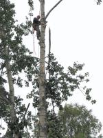 CA Tree Removal of Stouffville image 4