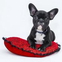 Dog Training Niagara Falls - Fix Your Dog image 1