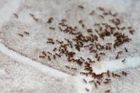 Optimum Services Pest Control image 4