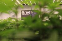 4Trees Cannabis Building Ltd image 1