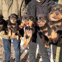 Rottweiler Puppies For Sale image 1