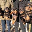 Rottweiler Puppies For Sale logo