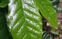 Wize Coffee Leaf image 3