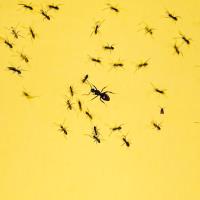 Bugs Plus Pest Control image 1