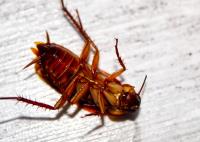 Bugs Plus Pest Control image 3