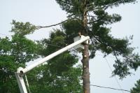 Chilliwack Tree Services image 6