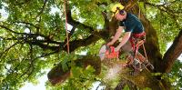 Windsor Tree Service Pros image 9