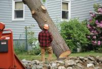 Niagara Tree Care Services image 3