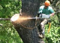 Niagara Tree Care Services image 2