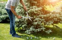 Five Star Tree Services image 45