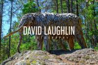 David Laughlin Photography image 7