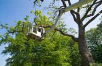 Five Star Tree Services image 47