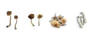 mushrooms online canada image 1