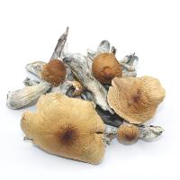 mushrooms online canada image 2