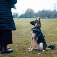 My Canine Dog Training image 2