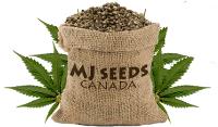 MJ Seeds Canada image 1