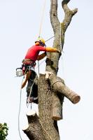 My Tree Service image 1