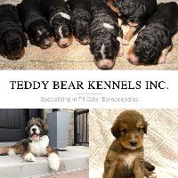 Teddy Bear Kennels image 4