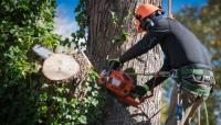 Welland Tree Removal Services image 4