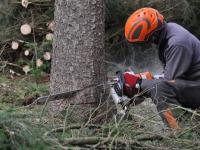 Welland Tree Removal Services image 1