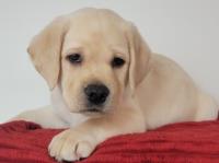 Kennel Labrador - Retriever " Labrafamily " image 4