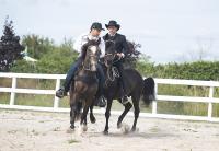 Canadian Paso Fino Horse Society image 1