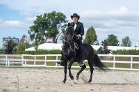 Canadian Paso Fino Horse Society image 3
