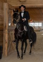 Canadian Paso Fino Horse Society image 5