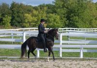 Canadian Paso Fino Horse Society image 29