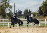 Canadian Paso Fino Horse Society image 30
