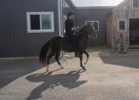Canadian Paso Fino Horse Society image 32
