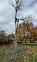 Local Tree Removal image 2