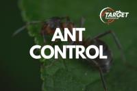 Target Pest Control image 2
