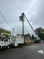 Limitless Tree Service image 2