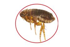 Pest Control Markham Exterminator image 37