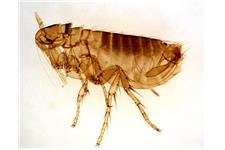 Pest Control Oakville Exterminator image 8