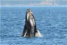 SpringTide Whale Tours & Charters image 2
