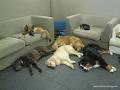 The Beloved Dog Daycare and Grooming image 5