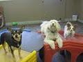 The Beloved Dog Daycare and Grooming image 1