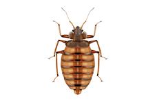 Pest Control Oakville Exterminator image 14