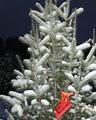 Prairie Valley Christmas Trees image 1