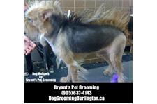 Bryant's Pet Grooming Dog Grooming Burlington image 6