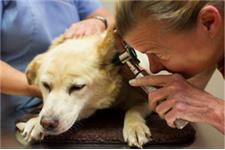 Champion Veterinary Healthcare image 2